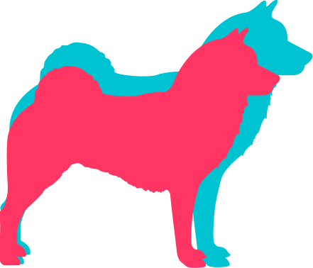 Shiba Inu