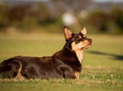 Kelpie Australien