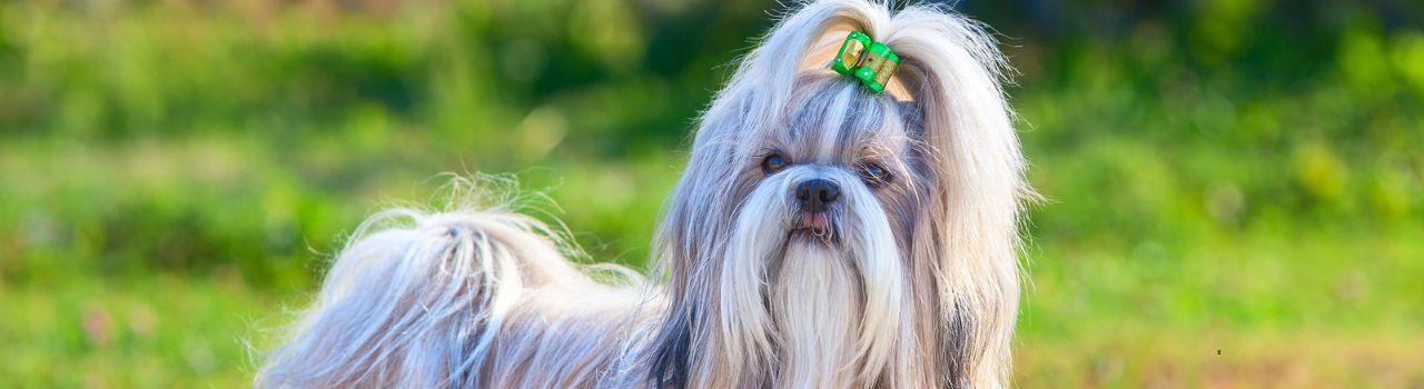Race Shih Tzu : guide complet, caractéristiques, soins, tempérament