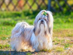 Shih Tzu