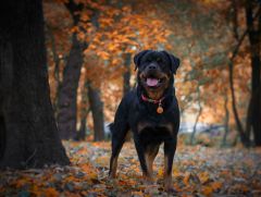 Rottweiler
