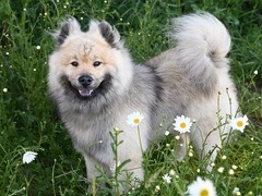 Chien Eurasier : guide complet de la race