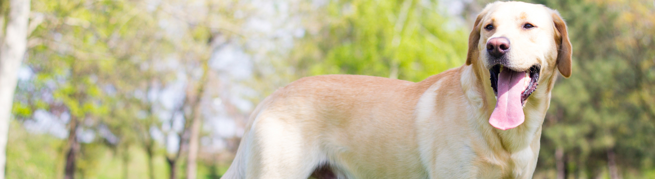 LABRADOR RETRIEVER : Tout savoir sur le Labrador Retriever