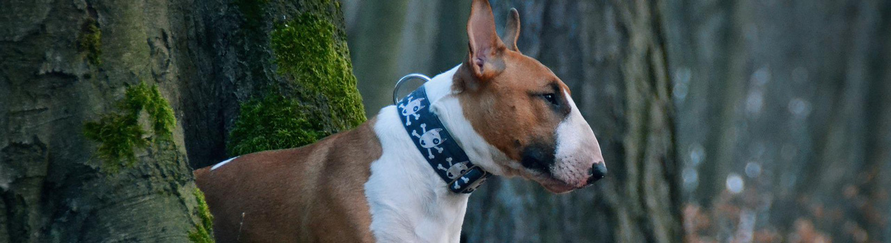 BULL TERRIER : Tout savoir sur le Bull Terrier
