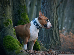 Bull Terrier