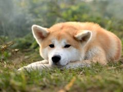 Race chien Akita Inu