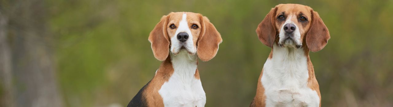 Race Beagle : guide complet, caractéristiques, soins, tempérament