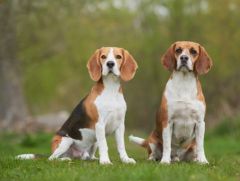 Beagle