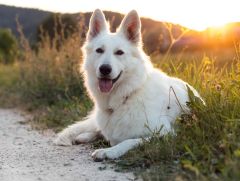 Berger Blanc Suisse