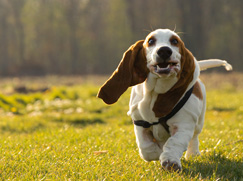 Race chien Basset Hound