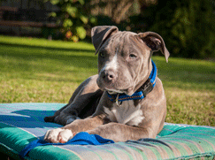 Race chien American Staffordshire Terrier