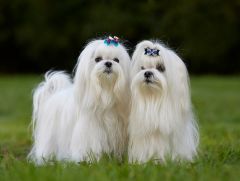 Race chien Bichon Maltais