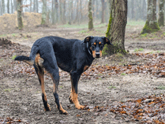 Race chien Beauceron ou Berger de Beauce