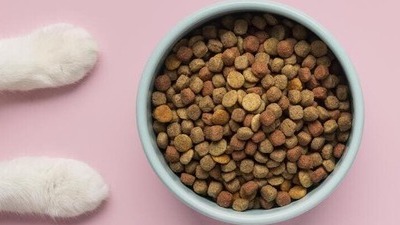 Image article Comment bien nourrir un chat ? Guide Alimentation Chat