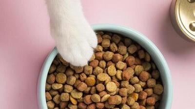 Image article Que choisir entre croquettes, pâtée et bi-nutrition pour chat ?