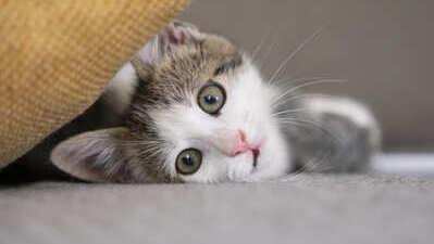 Image article Alimentation chaton : comment bien le nourrir ?