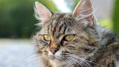 Image article Alimentation chat senior : comment bien le nourrir ?