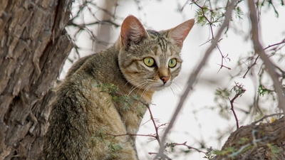 Image article Le chat : carnivore ou omnivore ?