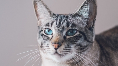 Image article Moustaches du chat : utilité et fonctions