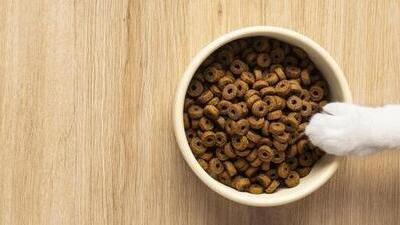 Image article Meilleure croquette chat en 2025 : que choisir ?