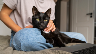 Image article Maladie du Chat : quelles sont les pathologies fréquentes ?
