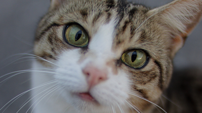Image article Leucose du chat : c’est quoi, cause, symptômes, traitement