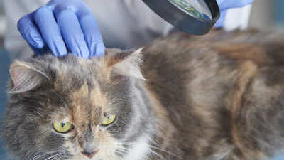 Image article Vaccin chat : tout ce qu’il faut savoir