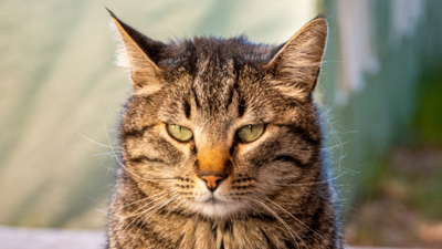 Image article Tout savoir sur le diabète chez le chat