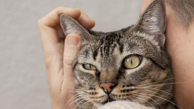 Image article Tout savoir sur le FIV : le sida du chat
