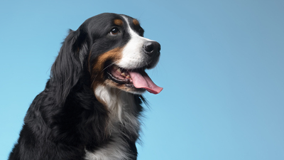 Image article Alimentation du chien : le guide complet 