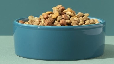 Image article Meilleures croquettes pour chien en 2025 : que choisir ?