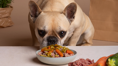 Image article BARF chien : principes, avantages, recettes, dangers