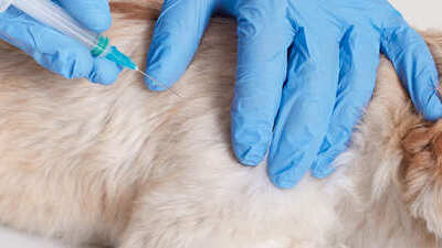 Image article Vaccin chien : tout ce qu’il faut savoir