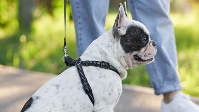 Image article Syndrome de la queue de cheval chez le chien : c’est quoi ?