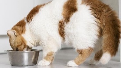 Image article Meilleure croquette chat senior stérilisé en 2025 : que choisir ?