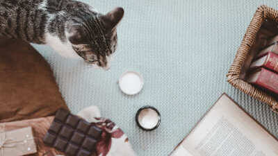 Image article Chat et chocolat : toxicité, symptômes et traitement