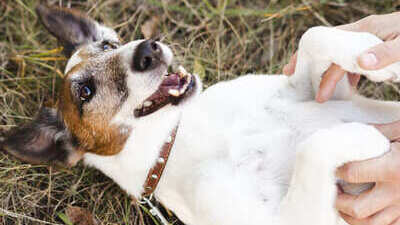 Image article Mon chien tremble : pourquoi ? Les Causes possibles