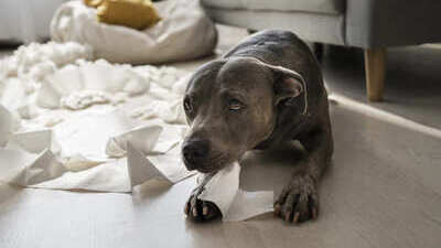 Image article La diarrhée chez le chien : causes, symptômes et solutions