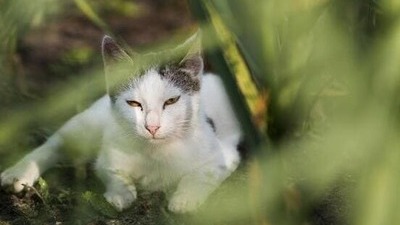 Image article Tique chez le chat : risques, maladies, prévention, que faire ?