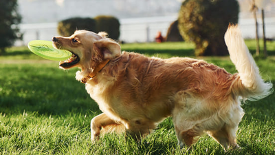 Image article La maladie de Carré chez le chien : symptômes et traitement