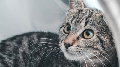 Image article Tout savoir sur la stérilisation du chat