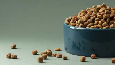 Image article Quantité croquette chien : combien de grammes par jour ?
