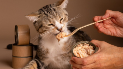Image article Top 7 des aliments toxiques chez le chat