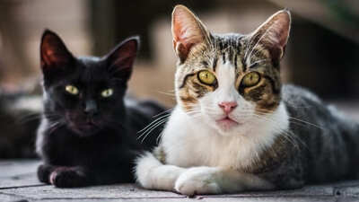Image article Stress chez le chat : causes, symptômes, solutions