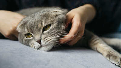 Image article L’anxiété de séparation chez le chat