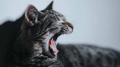 Image article Perte de poils chez le chat stressé : causes et solutions
