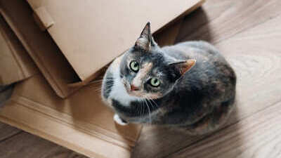 Image article Déménagement avec un Chat : nos 9 conseils et astuces