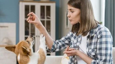 Image article Stress chez le chien : causes, symptômes, solutions