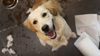Image article Anxiété de séparation chez le chien