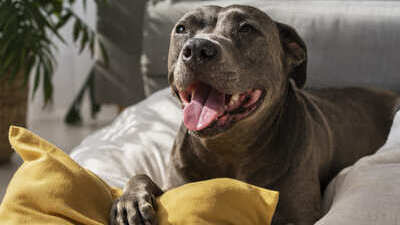 Image article Stress chez le chien et perte de poids : causes, symptômes et solutions